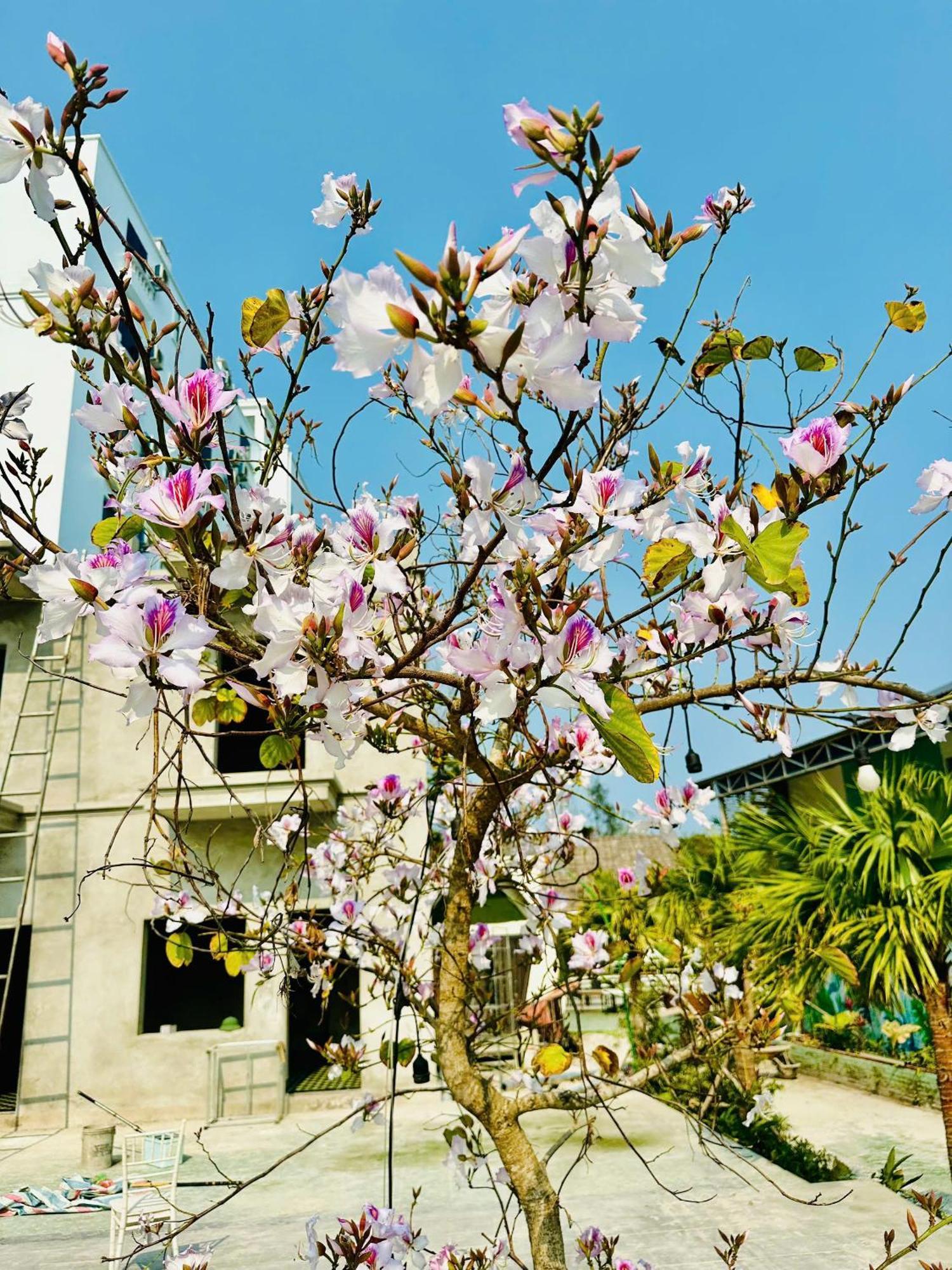 Minh Chau Beach Resort Quang Ninh  Exterior foto